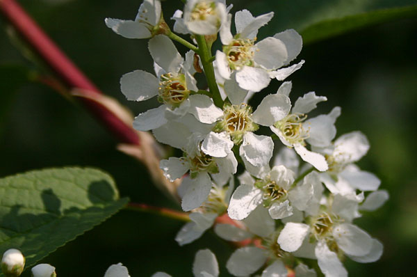 Hackfall Blackthorn Blossom