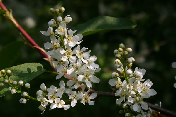 Hackfall Blacktorn Blossom 2008