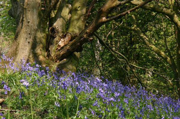 Bluebell wood Hackfall