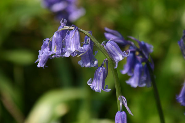 Bluebells in close-up