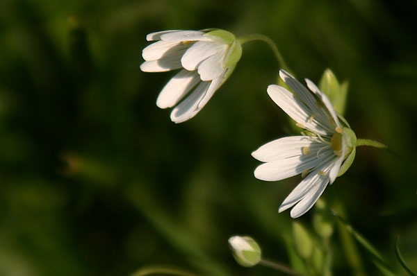 Hackfall Flowers