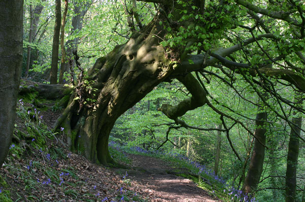 Lovely old tree in Hackfall