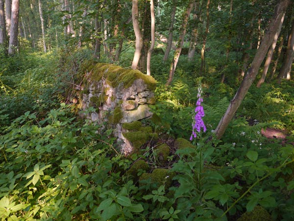 Foxglove and wall Hackfall ©Ian Whittaker 2010