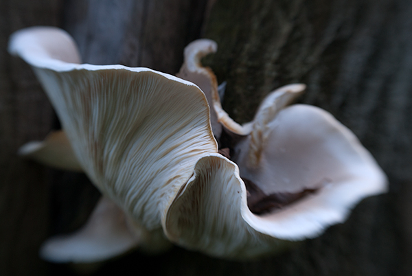 Bracket Fungus