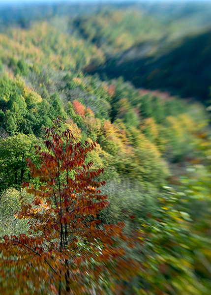 Autumn colours