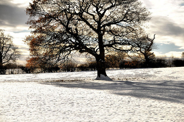 Oak in snow and sun