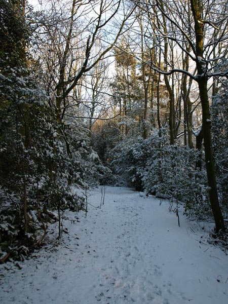 Footpath in the snow