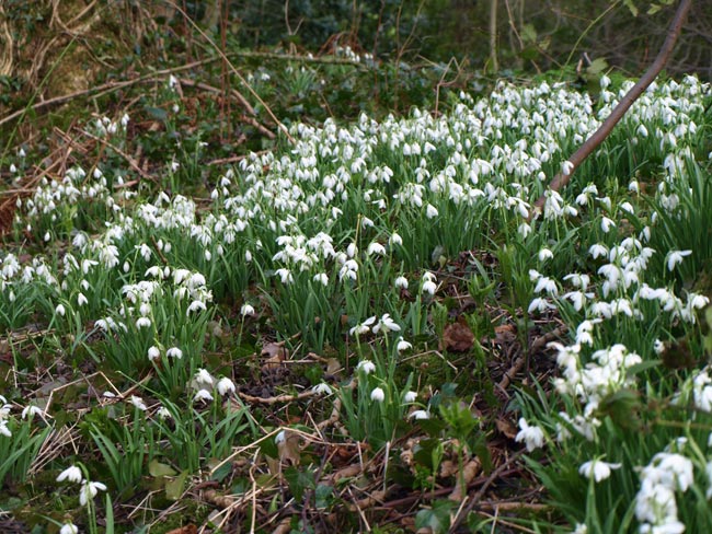 Snow drops