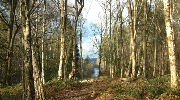 View towards Masham Church