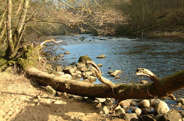 The river Ure at Hackfall