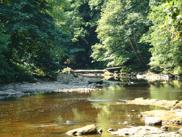 River Ure at Hackfall